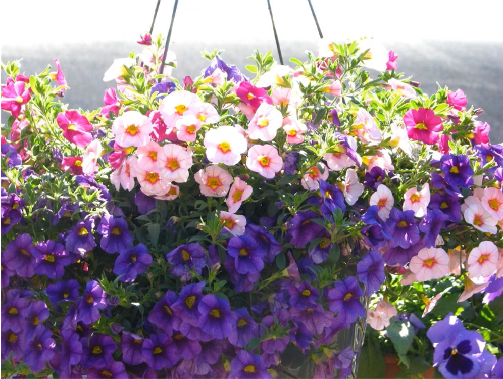 Flowering Basket